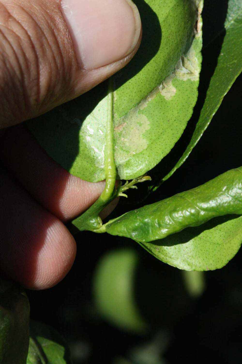              Petiole (Riverside, CA)       